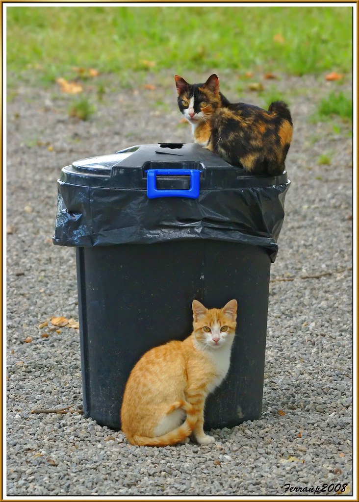 A tortoiseshell mother cat on a bin and her ginger kitten below, street cats in Catalonia