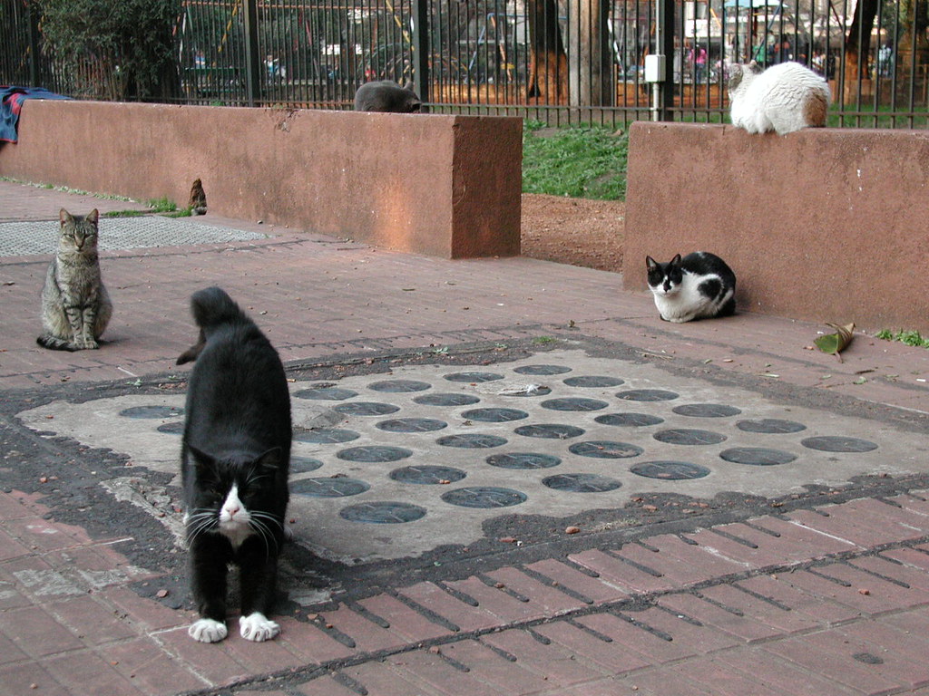 Five cats on a Buenos Aires pavement by the railings of a park, one stretching