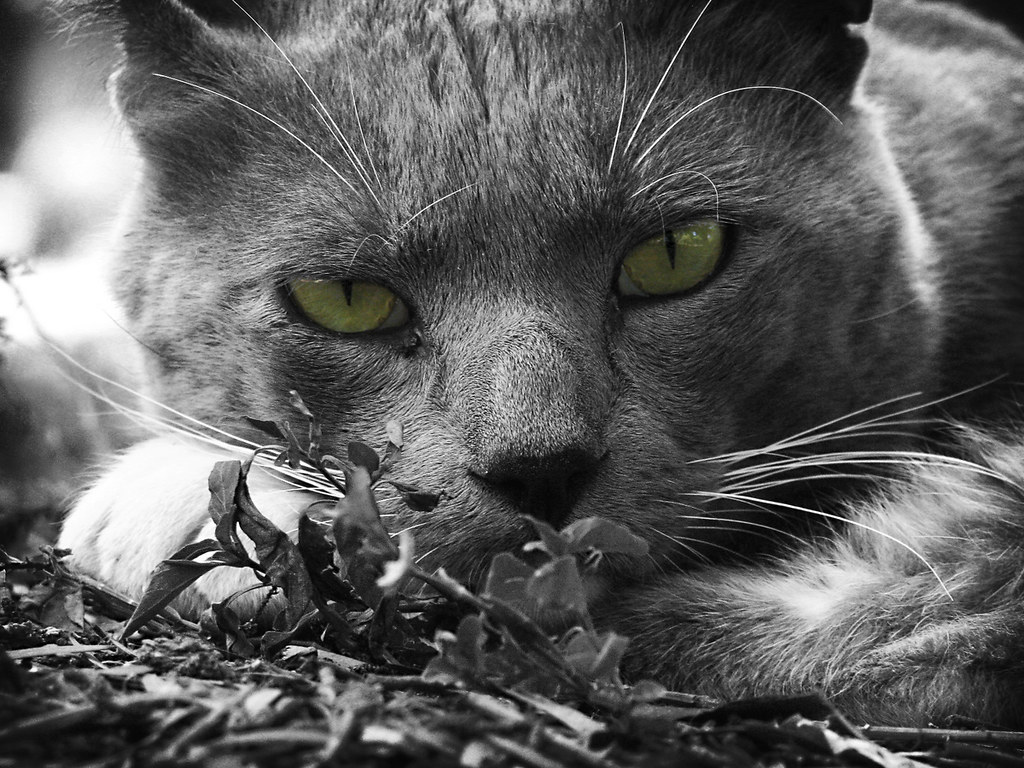 A grey cat with green eyes watching from the leaves in a Buenos Aires garden