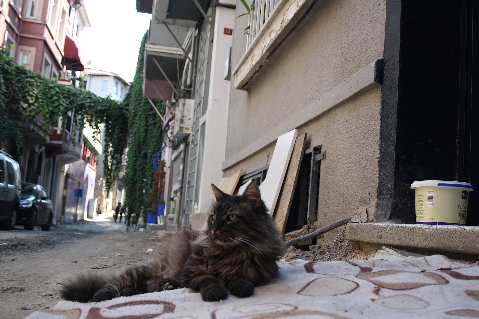 A long-haired brown tabby lying on a rug on Çukurcuma Caddesi, with a yogurt tub beside it on the step
