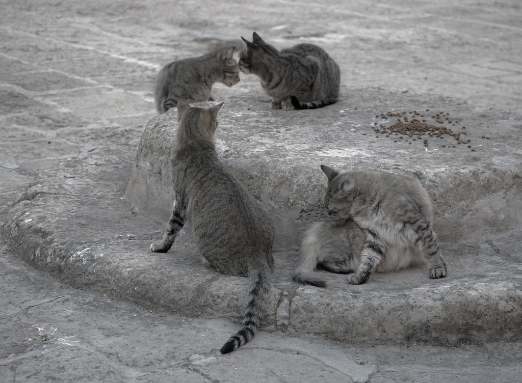 Four grey tabby cats around dry food on a stone step in Malta