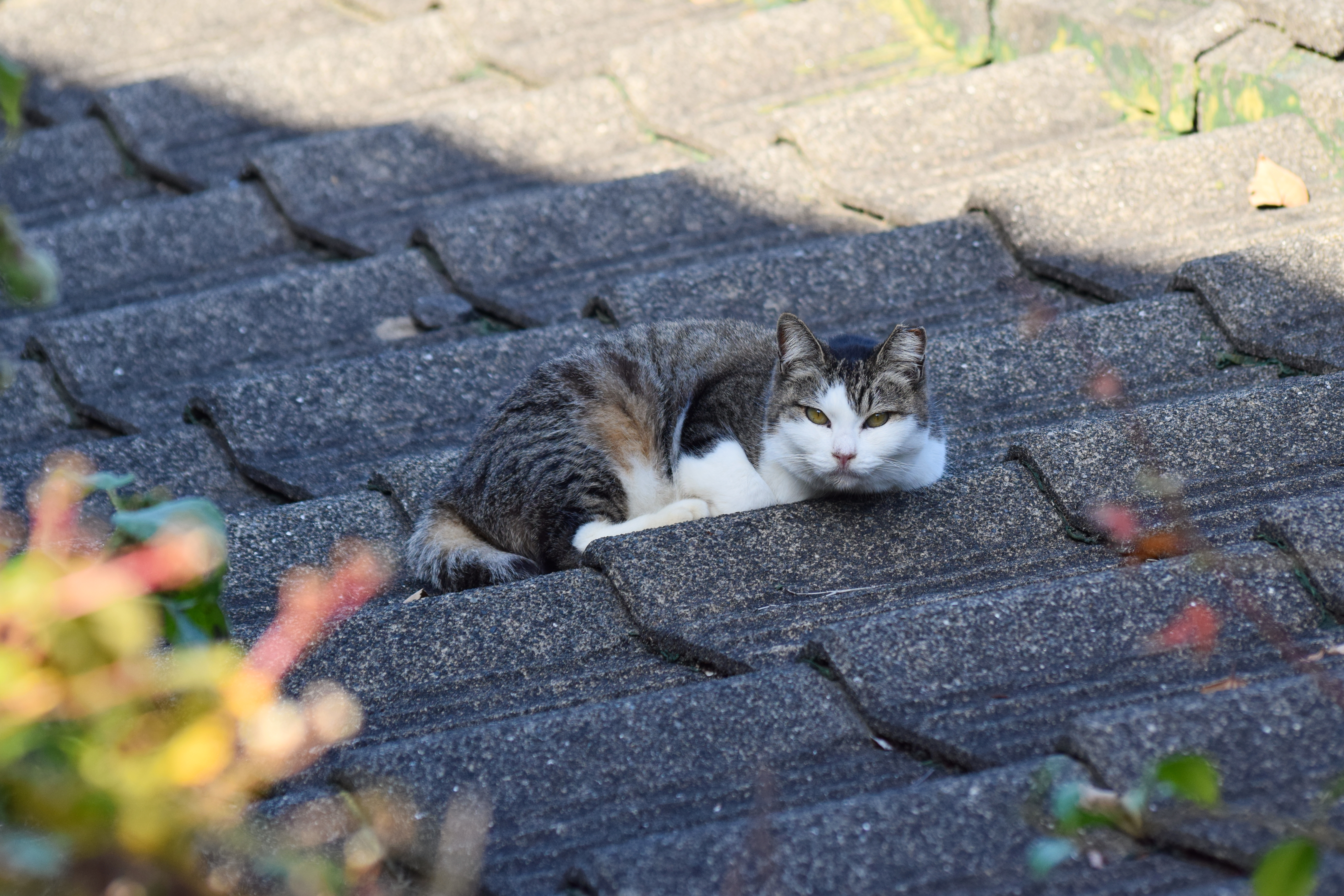 A Nagasaki cat with a bent tail