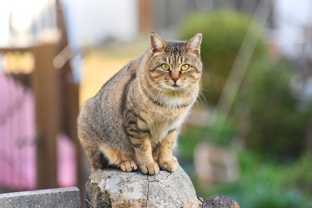 A cat in the hills of Nagasaki