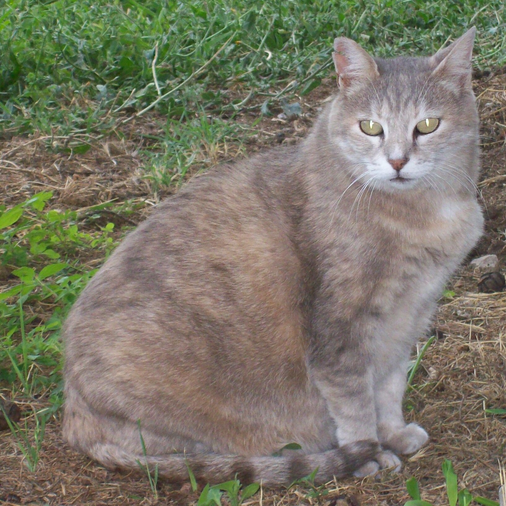 A grey cat resting on a grave in the cemetery in Rome