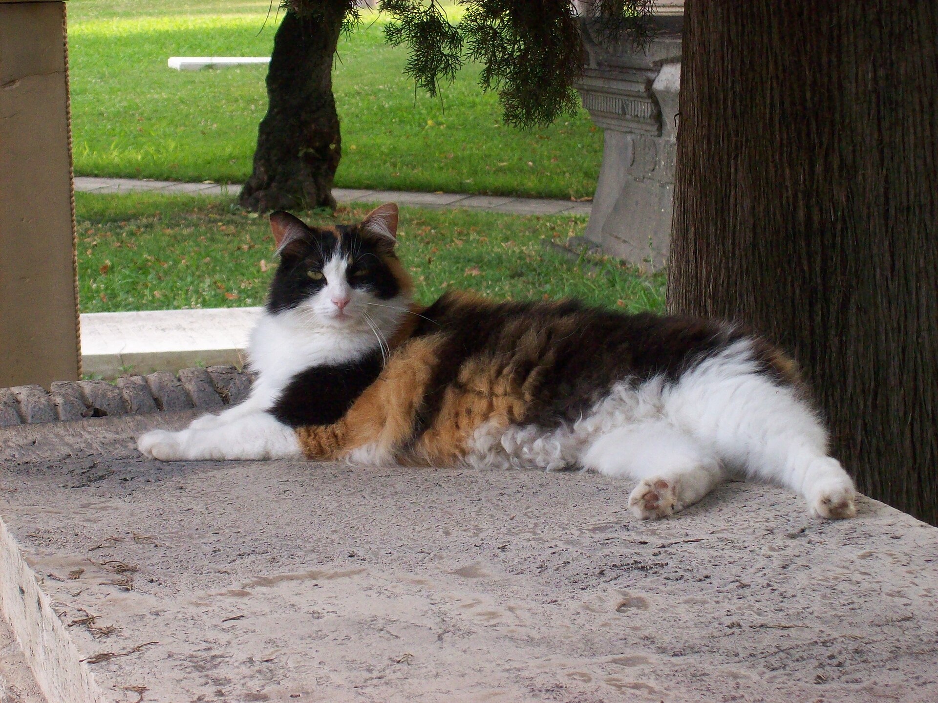 A tabby cat in the Non-Catholic Cemetery in Rome