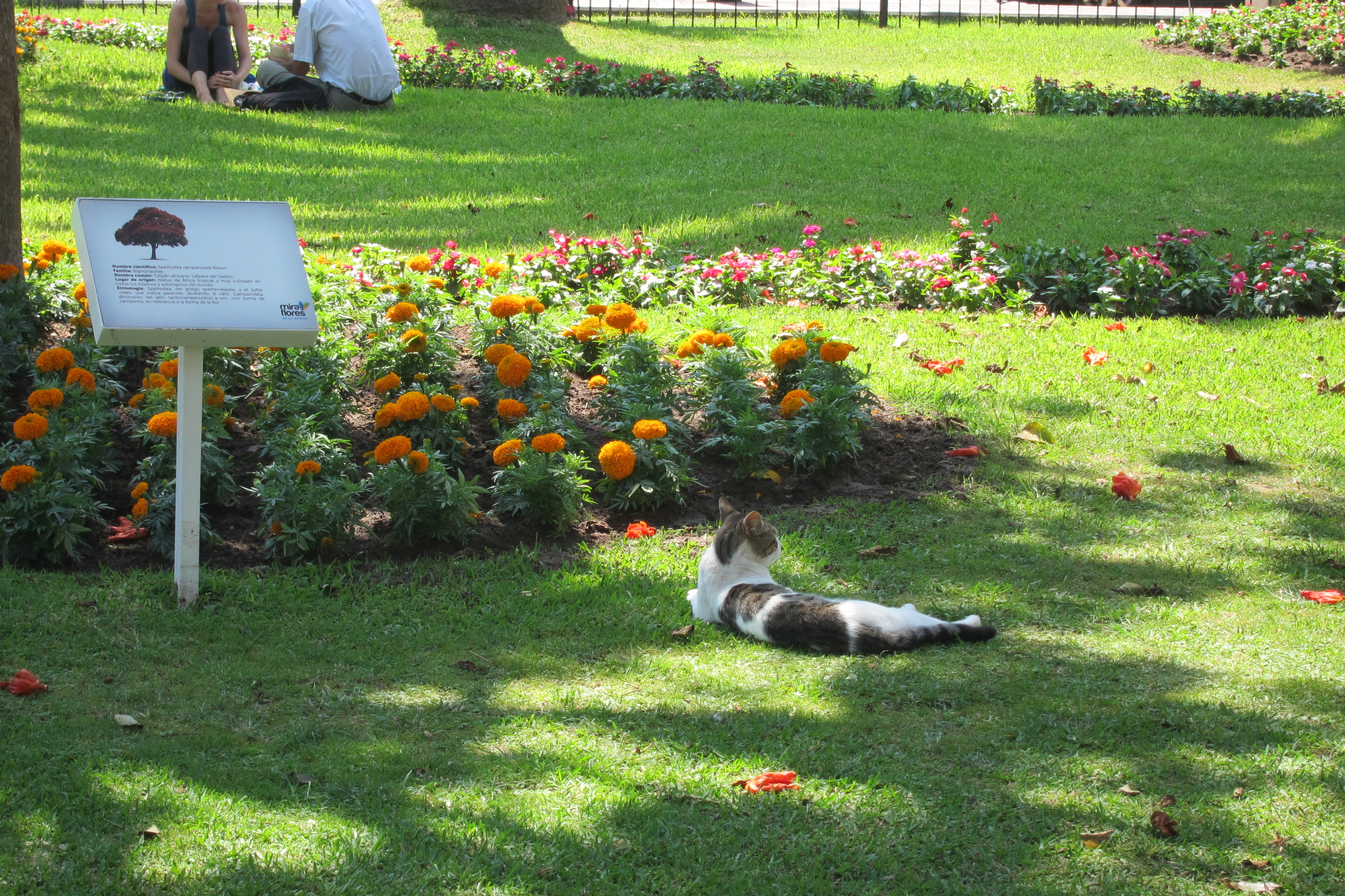 A cat on a pavement in Lima, Peru