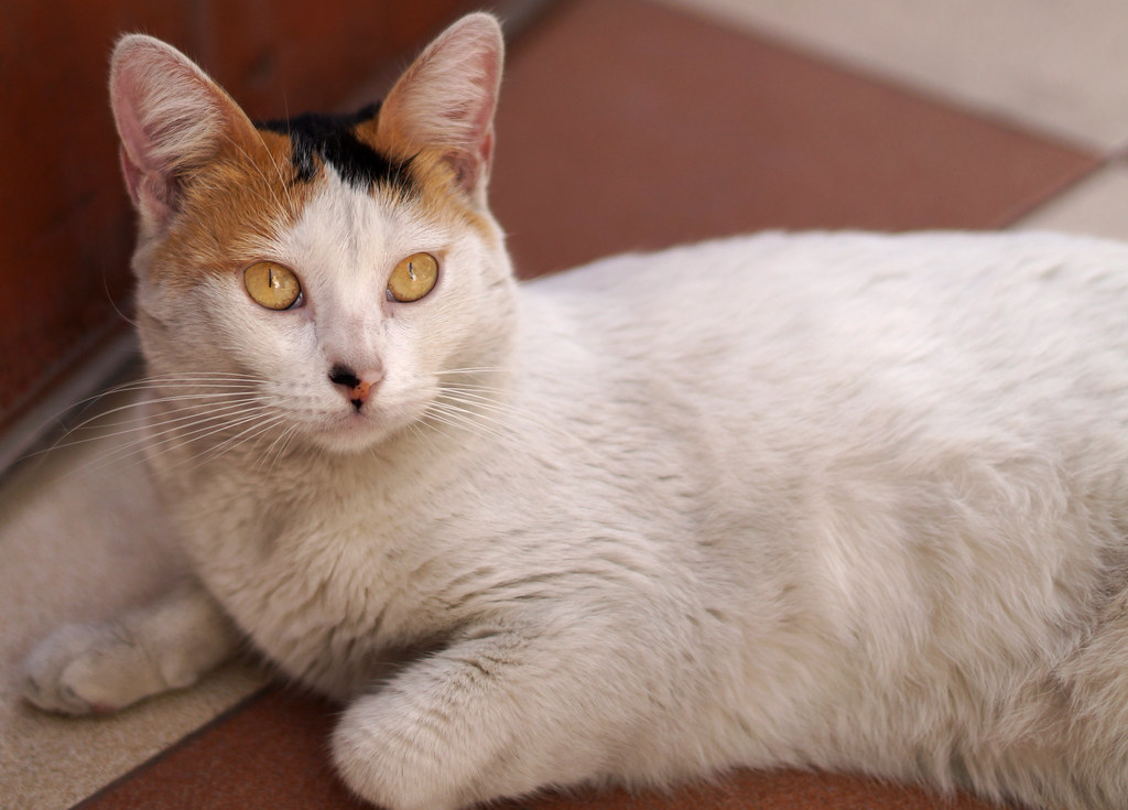 A calico cat lying on the tiles in Lima