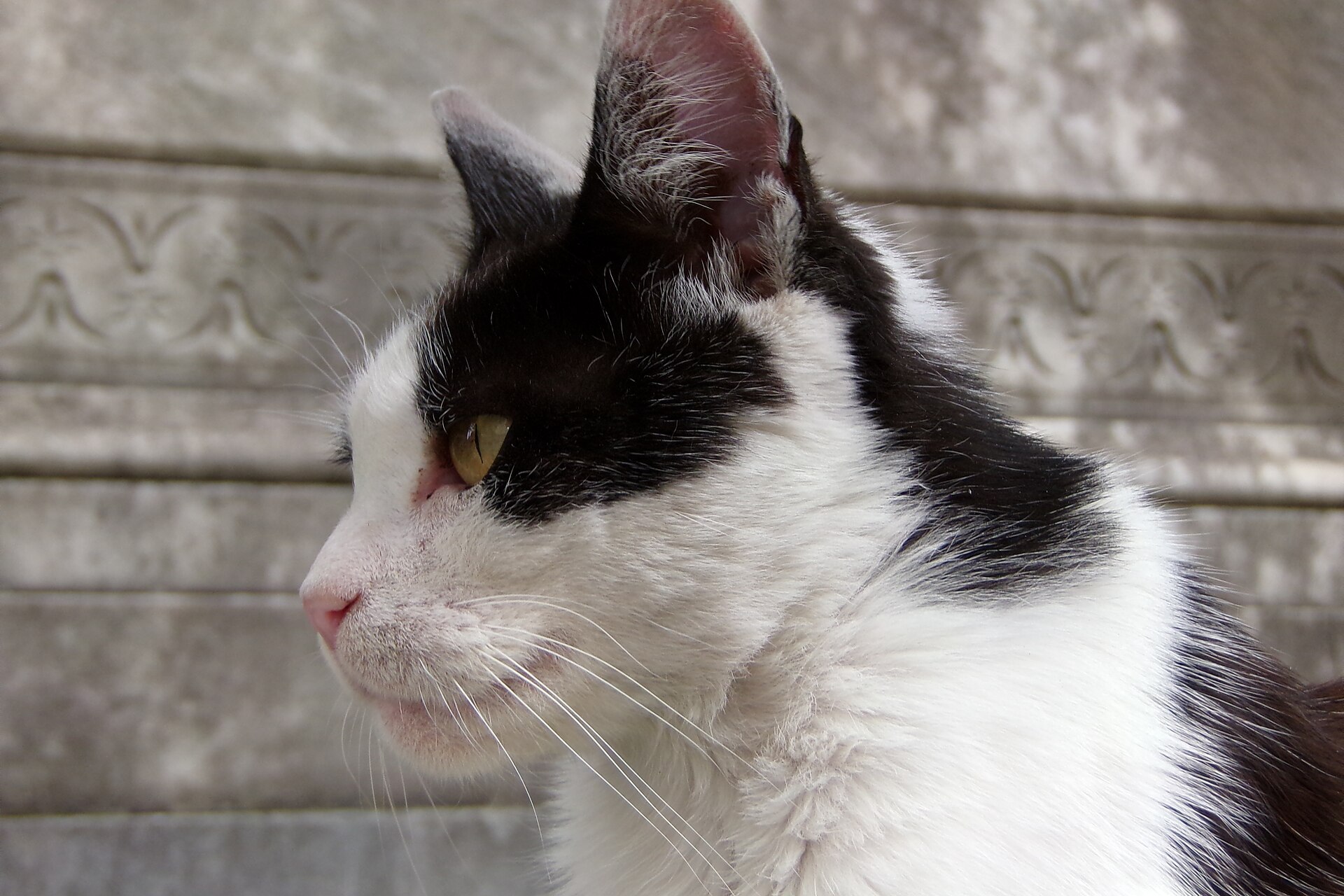 A cat resting in Recoleta Cemetery, Buenos Aires