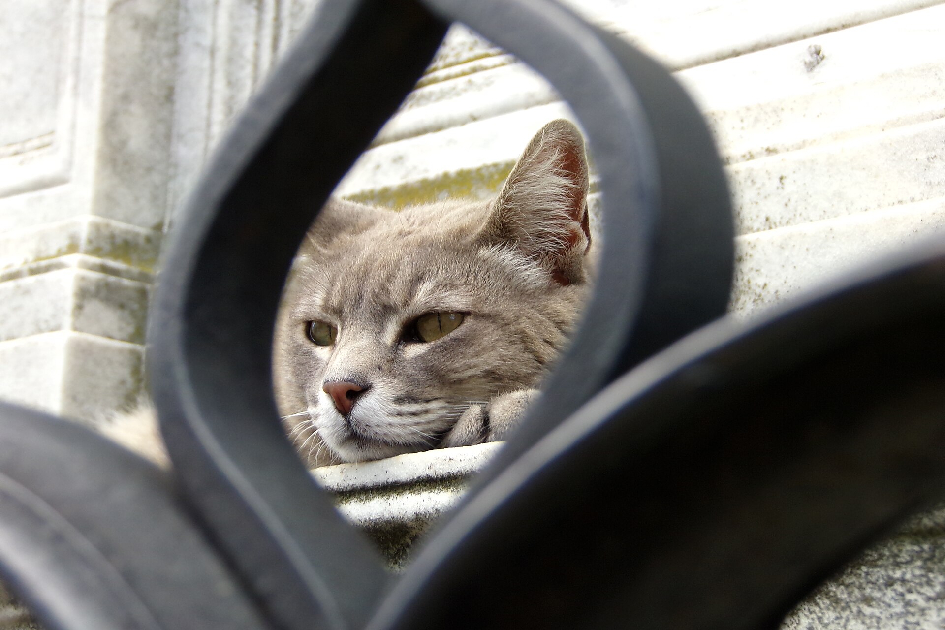 A sleepy cat on the stone of Recoleta Cemetery