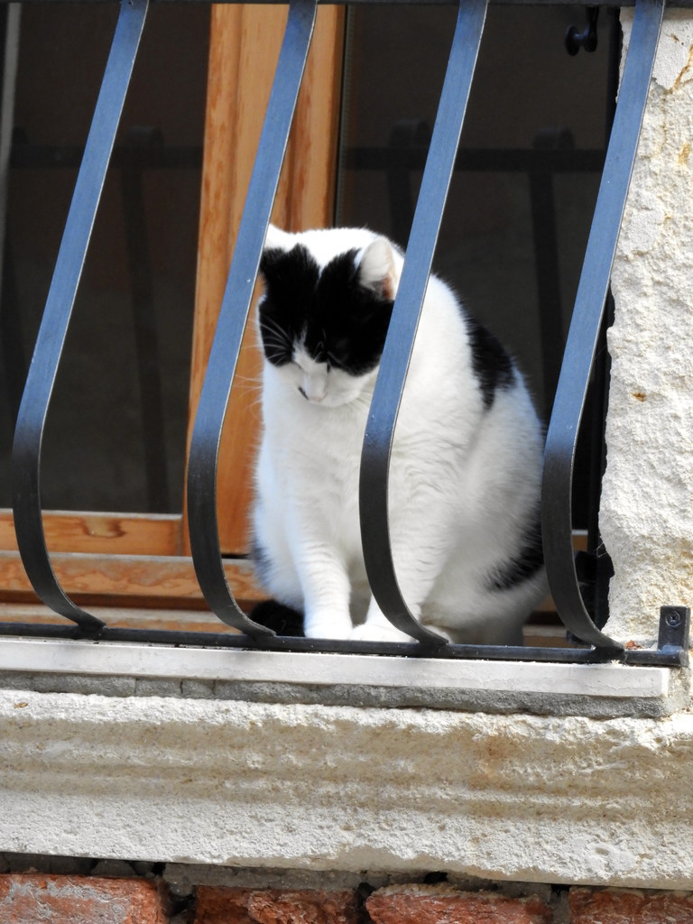 A cat in Venice, Italy